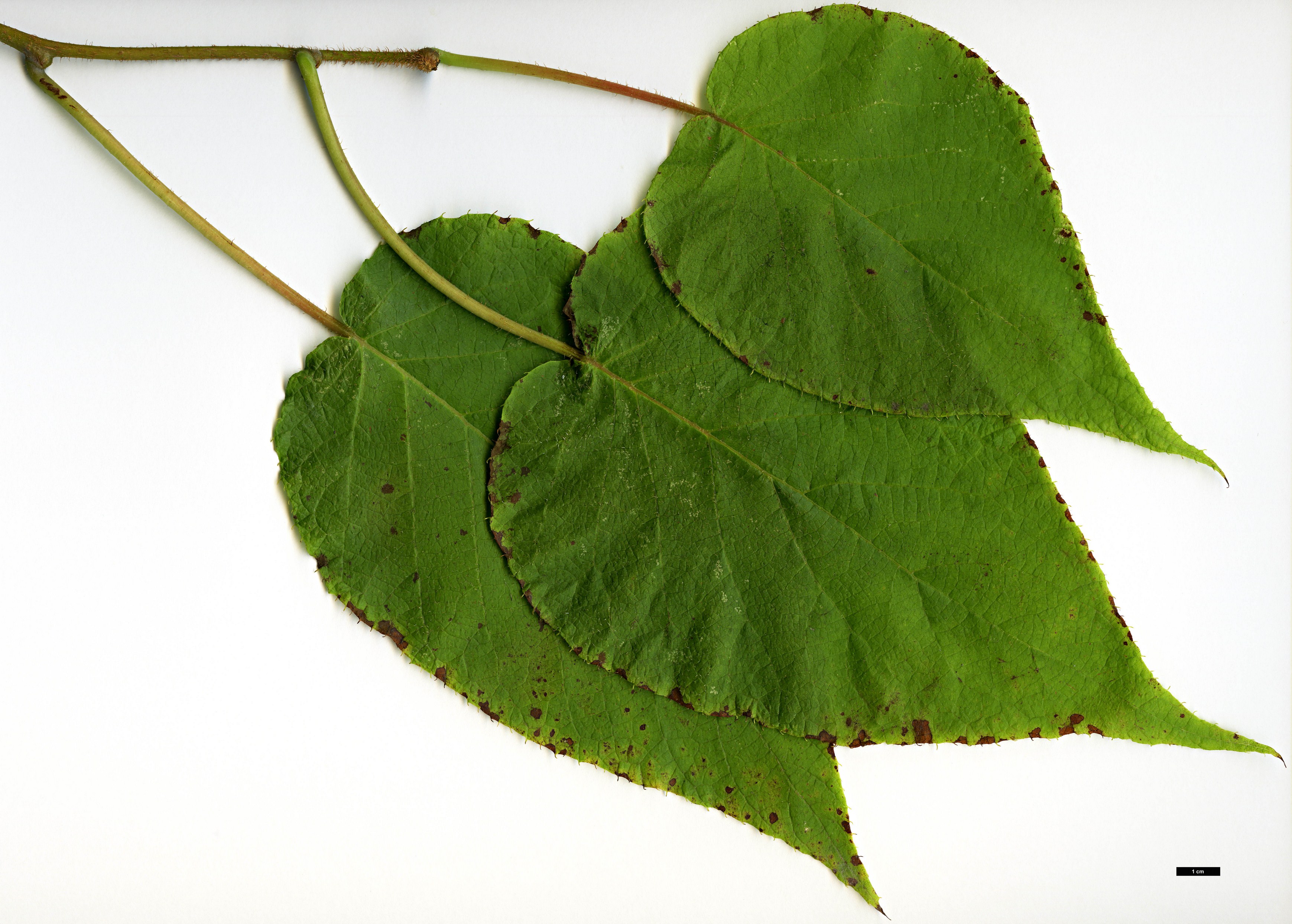 High resolution image: Family: Actinidiaceae - Genus: Actinidia - Taxon: setosa